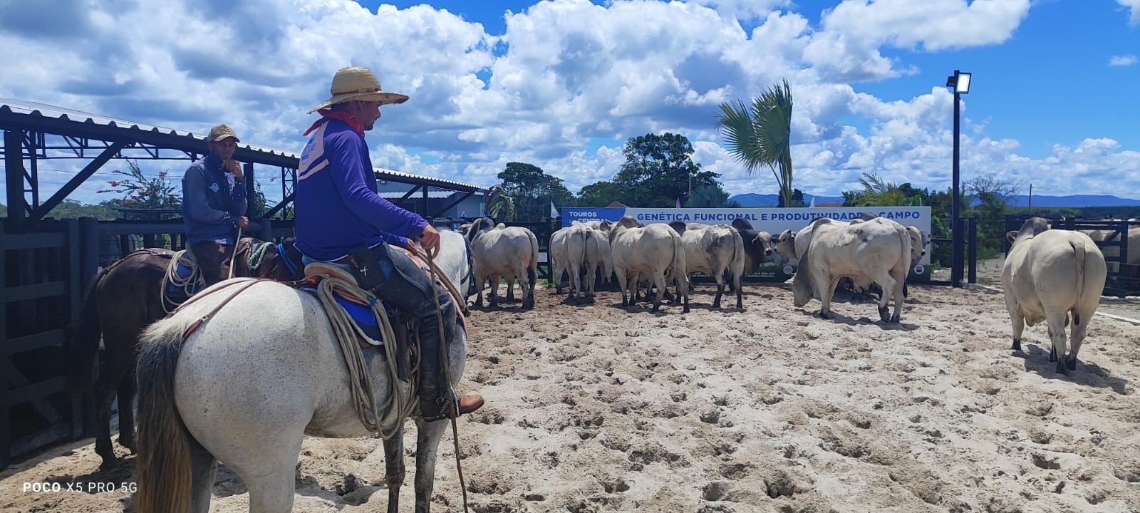 Leilões Santa Nazaré e Varrela ofertam fêmeas genotipadas e touros com RGD