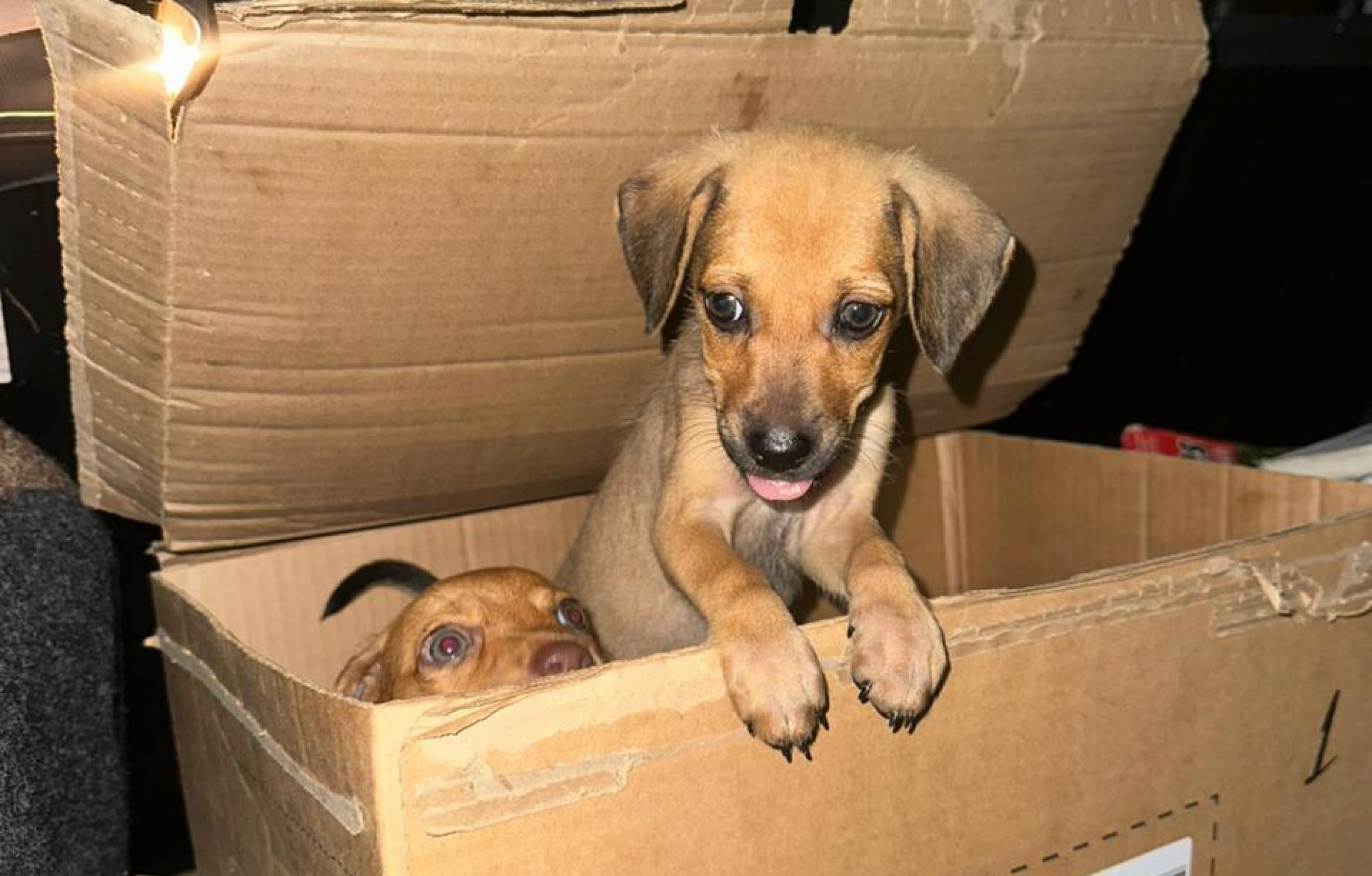 Polícia Civil apura abandono de filhotes de cachorro em Maceió