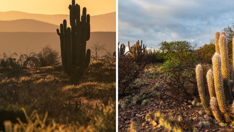 Caatinga reforça potencial turístico de AL com paisagens únicas no sertão
