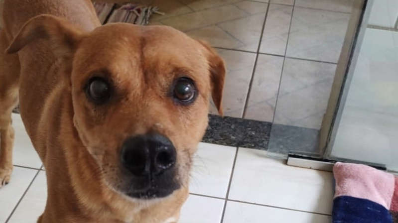 Viralizou: Cachorro destrói clínica veterinária em São Paulo