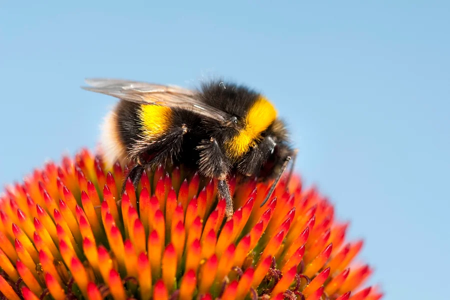Estudo indica que abelhas tem a capacidade de contar números