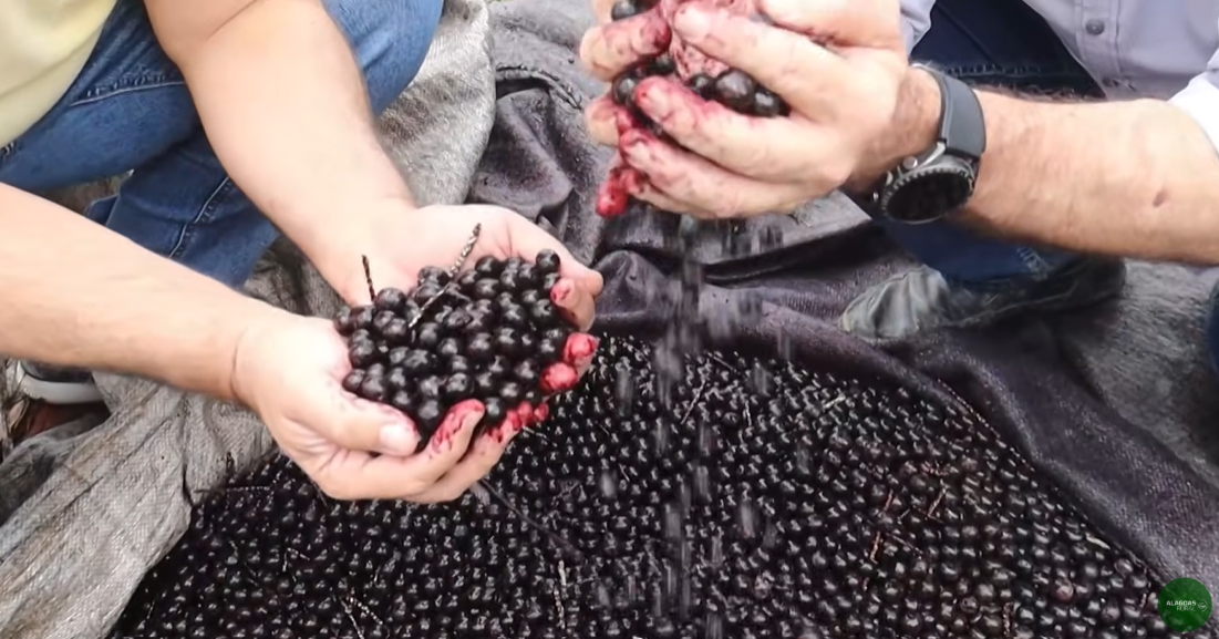 Vídeo do Alagoas Rural sobre fábrica de açaí viraliza e soma milhares de curtidas