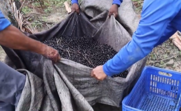 Fazenda alagoana investe em fertirrigação e qualidade no cultivo de açaí