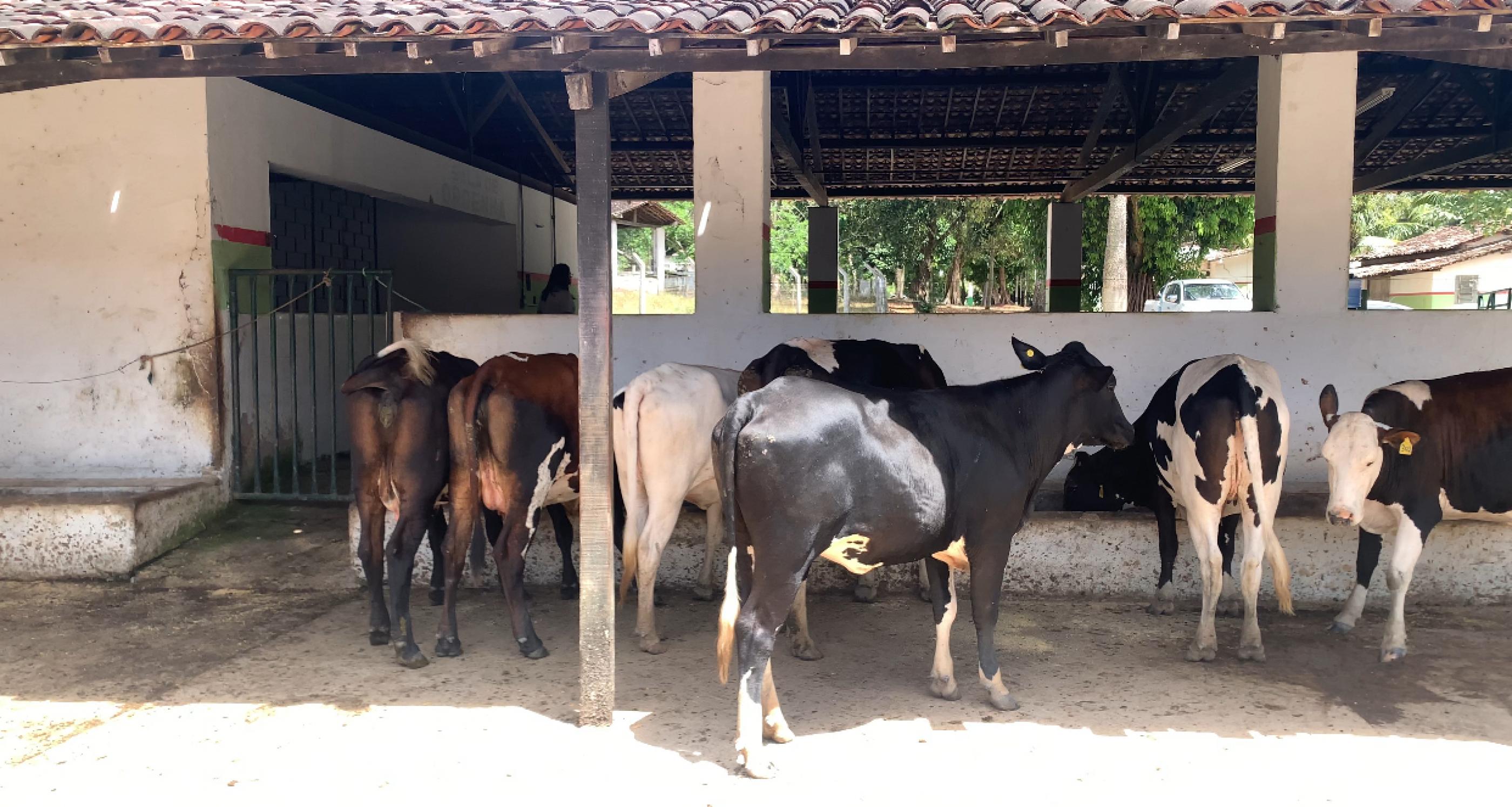 Adeal certifica primeiro estabelecimento livre de brucelose em Alagoas