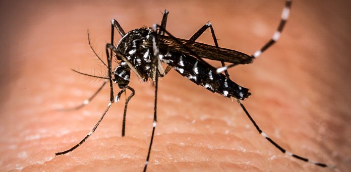 Casos de dengue crescem nos últimos meses em Alagoas