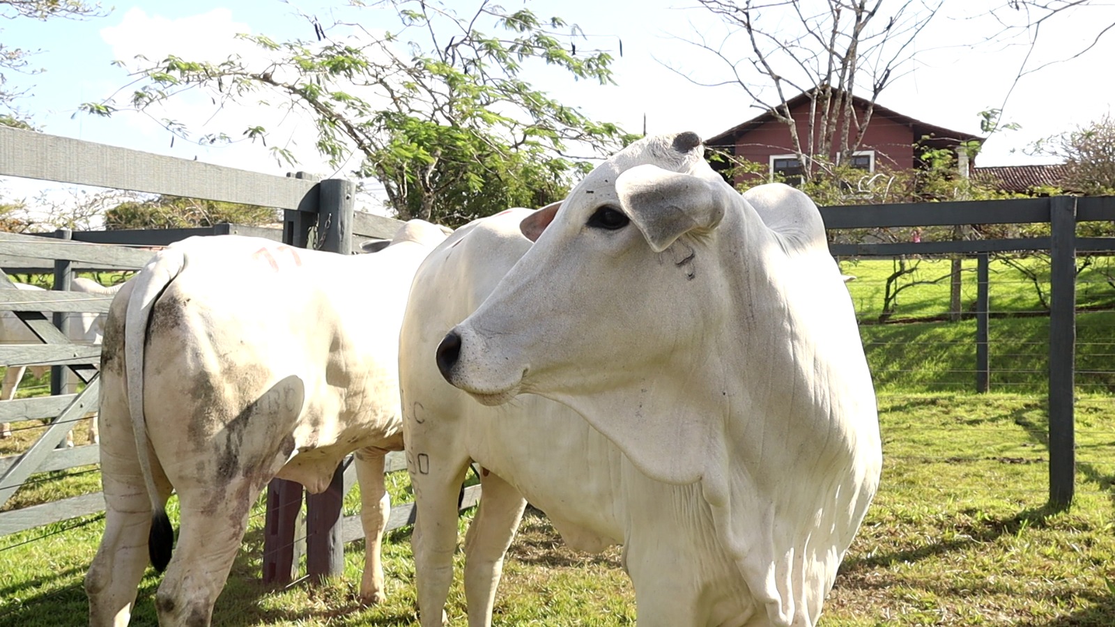 Agro Feira IBC movimenta quase R$ 1 mi em negócios em Alagoas