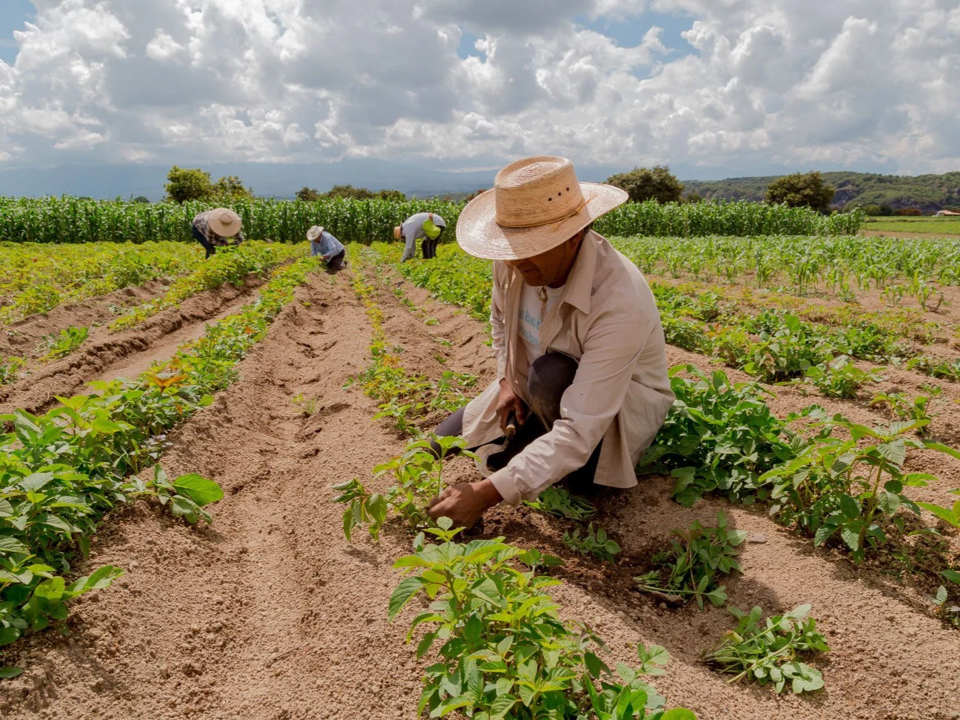 Agricultura familiar representa 77% das propriedades rurais do Brasil