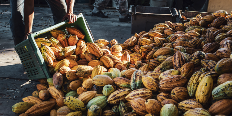 Cooperativismo fortalece produção de cacau e renda no Brasil