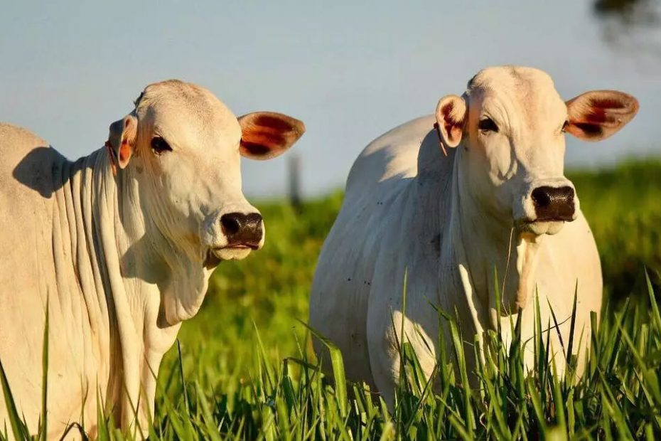 VÍDEO: saiba o que é inseminação artificial em tempo fixo em bovinos; processo também é feito em Alagoas