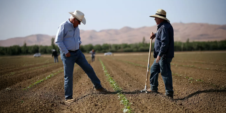 Cooperativas lideram nova fase do financiamento do agro no Brasil