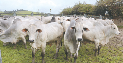 4ª Agrofeira IBC será realizada nos dias 18 e 19 de setembro em Chã Preta