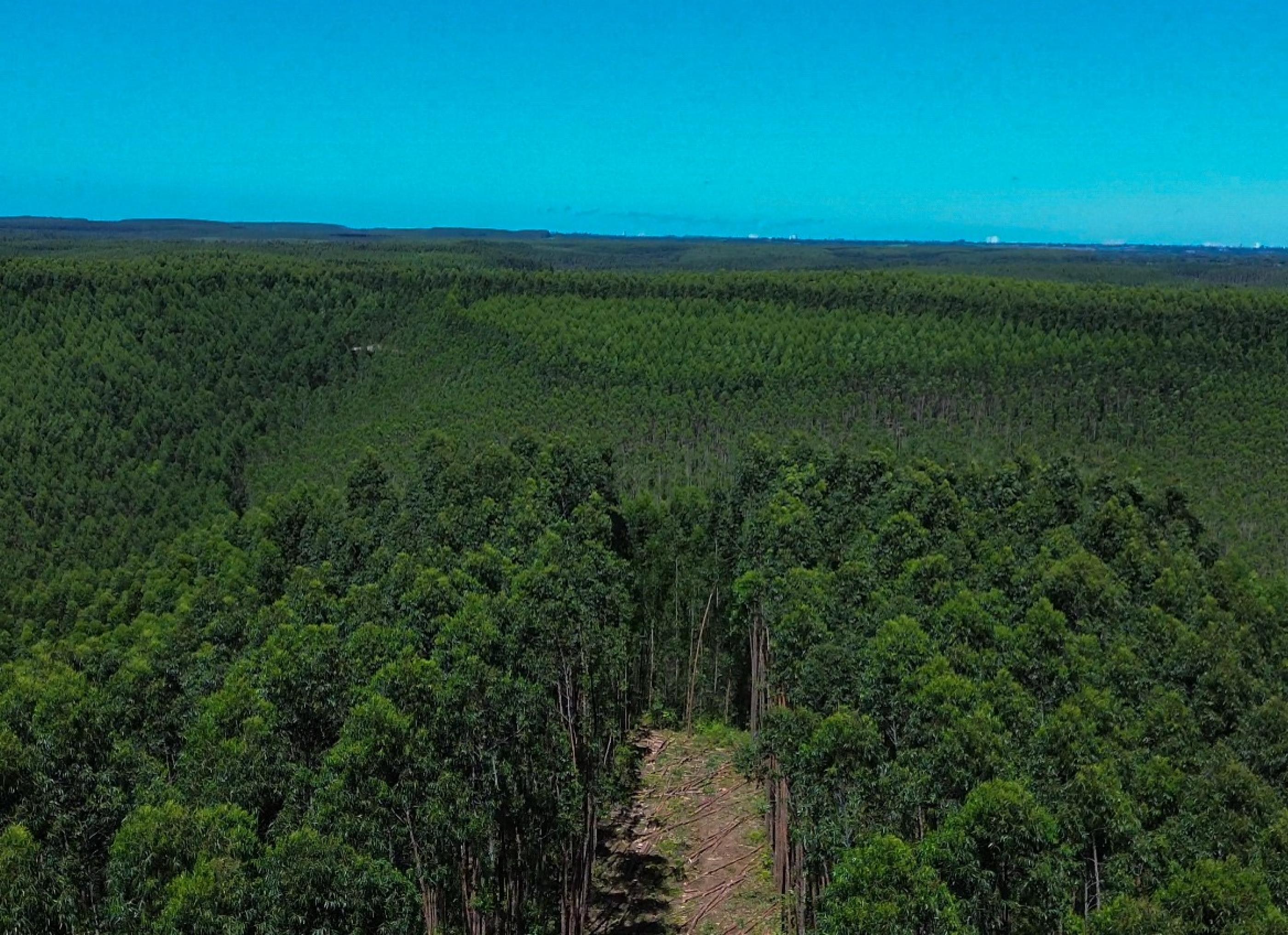 Alagoas expande áreas de florestas plantadas com eucalipto