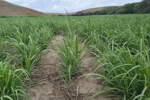 Alagoas lidera crescimento da safra de cana no Nordeste, aponta IBGE