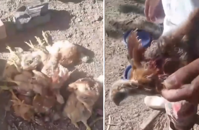 Mortes de animais em Craíbas geram medo e mistério entre moradores da região