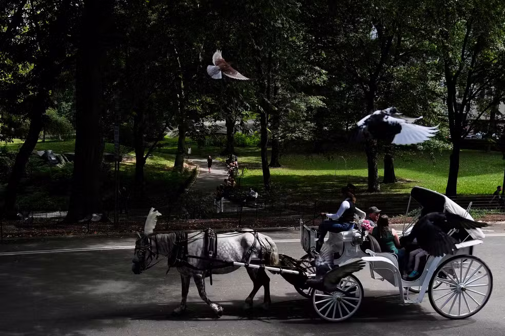 Nova York planeja encerrar passeios de charrete no Central Park até 2028