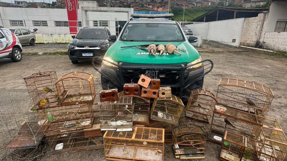 BPA apreende armas e animais silvestres em municípios do interior de Alagoas