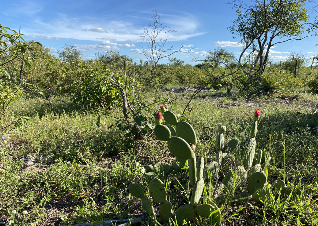 Parceria entre Embrapa e municípios realiza restauração e preservação da Caatinga em Alagoas