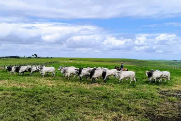 Arroba do boi salta mais de 10% em AL e abre novo ciclo na pecuária