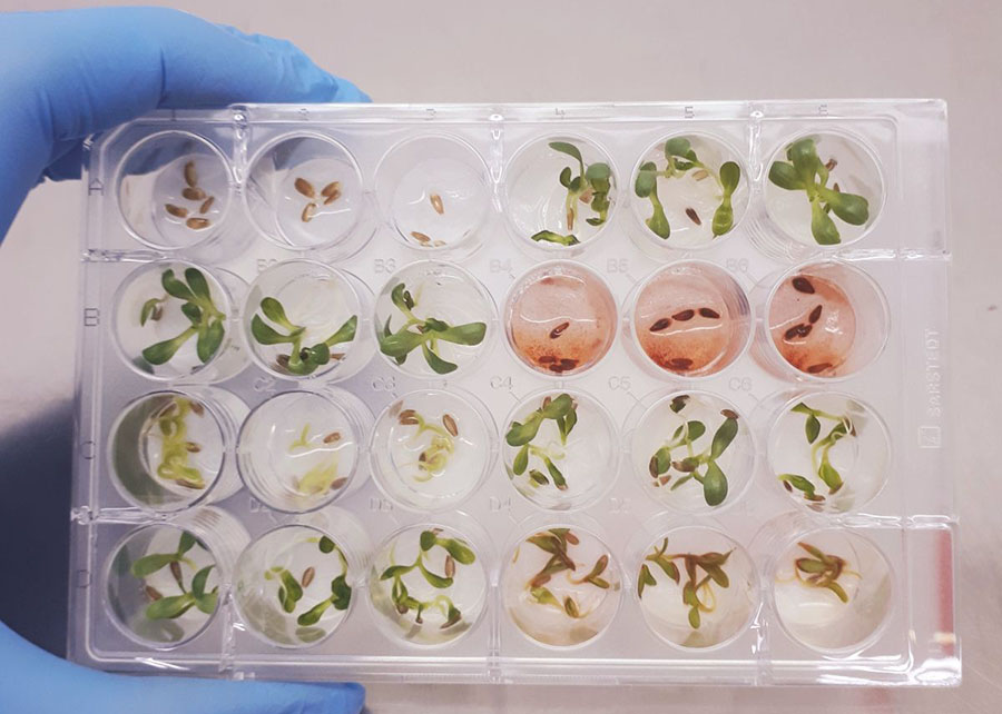 Agricultura: Pesquisadores identificam substância inédita e promissora para o desenvolvimento de novos bioinsumos