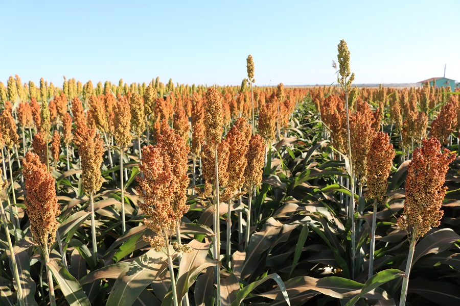 Sorgo ganha espaço na safra 2025/26 e desafia o milho safrinha