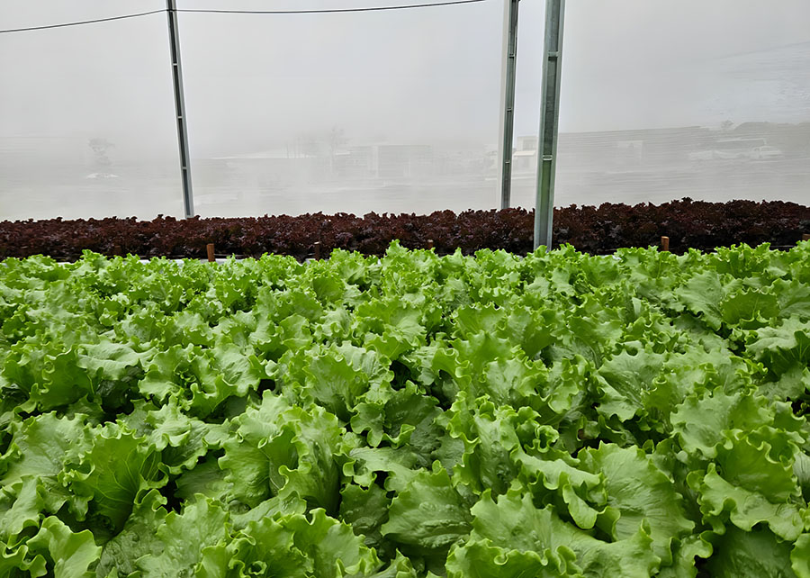 Reuso de solução nutritiva reduz custos na produção de hortaliças