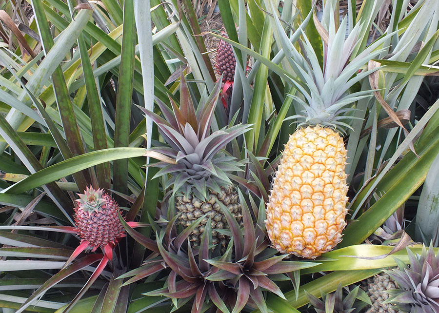 Embrapa desenvolve novas variedades de abacaxi resistentes à fusariose