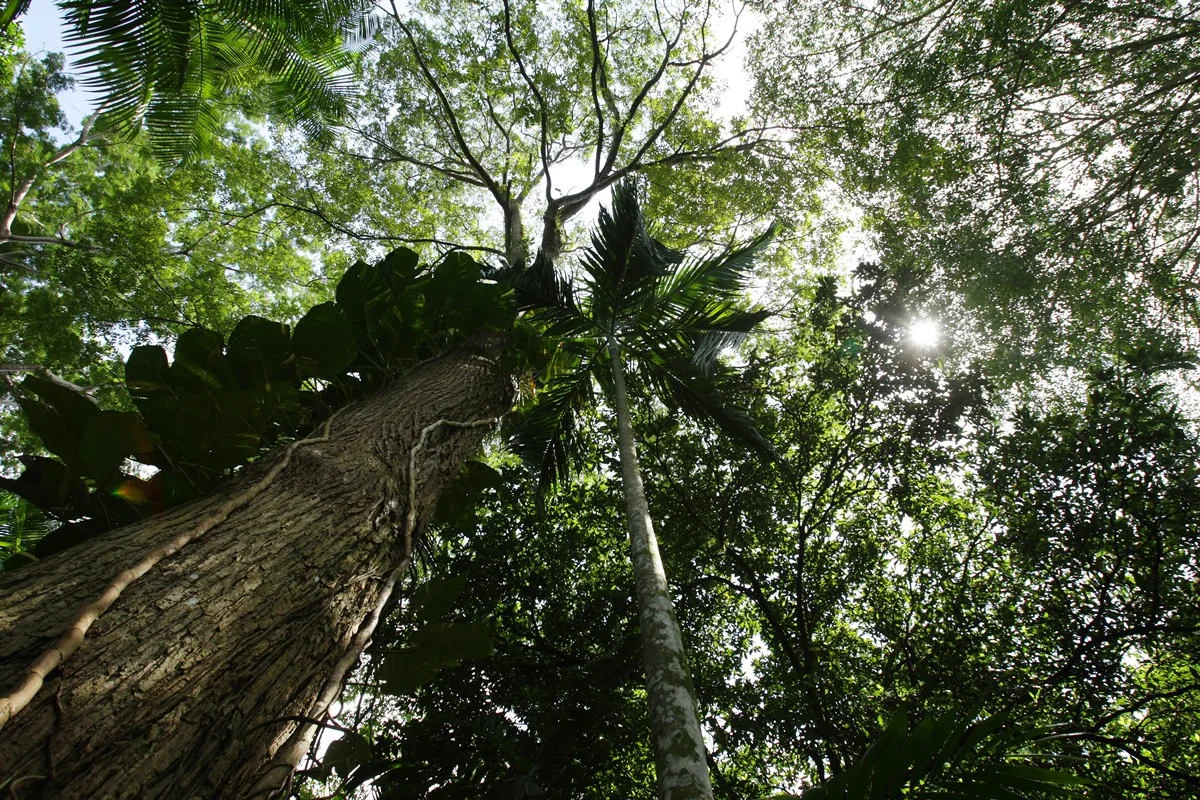 Alta de CO2 aumenta o tamanho das árvores na Amazônia, afirma estudo