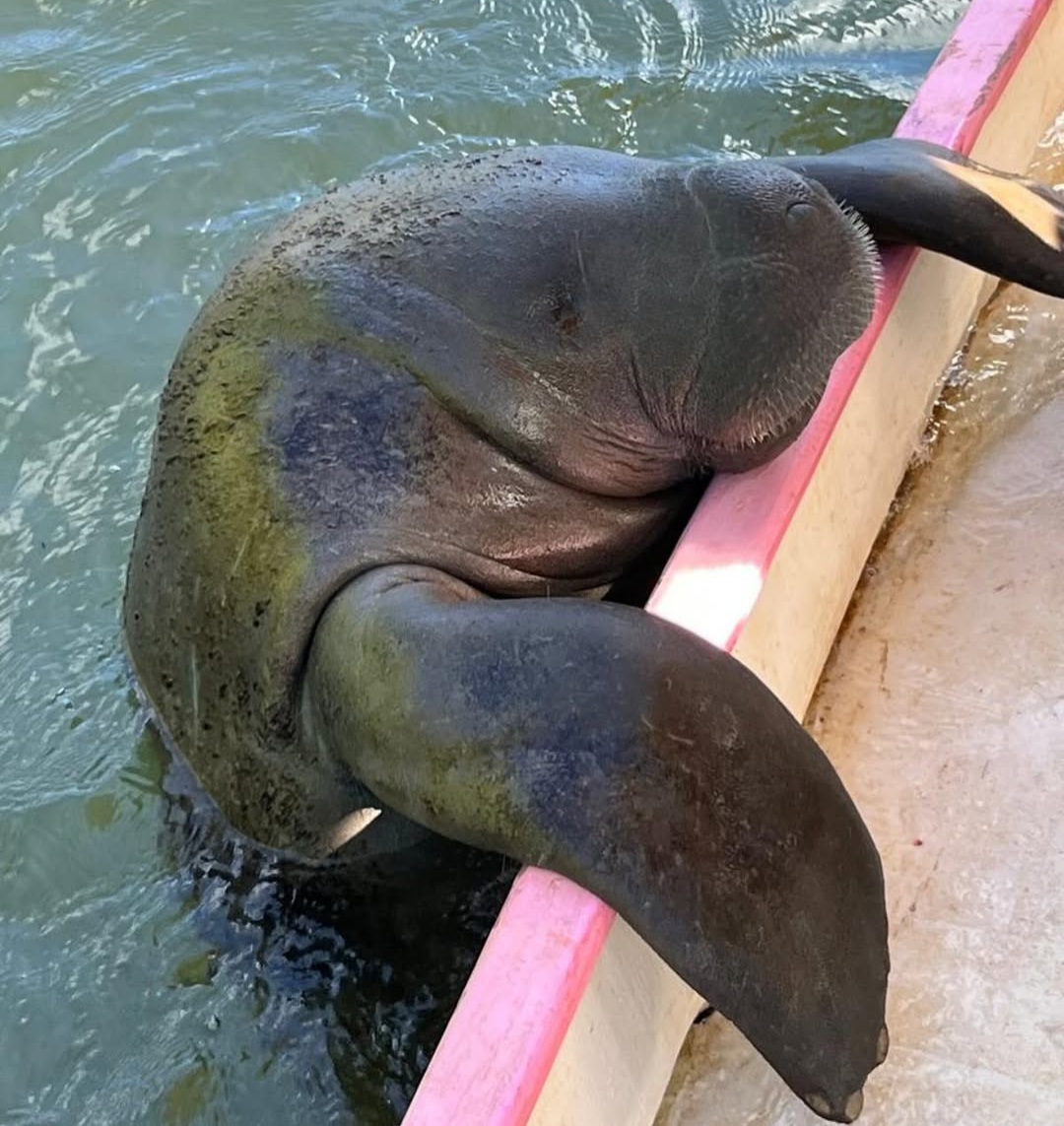 Santuário do peixe-boi transforma Alagoas em referência mundial