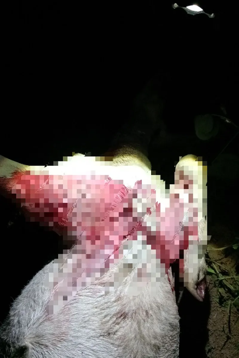 Ataques a animais no Agreste de Alagoas passam a ocorrer no início da noite