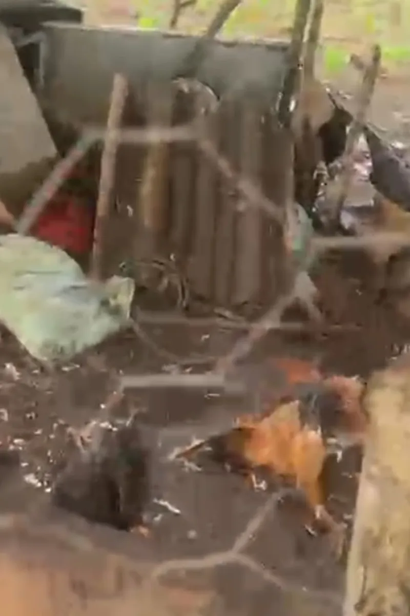 Novo ataque a criações na zona rural de AL gera medo em moradores de Taquarana