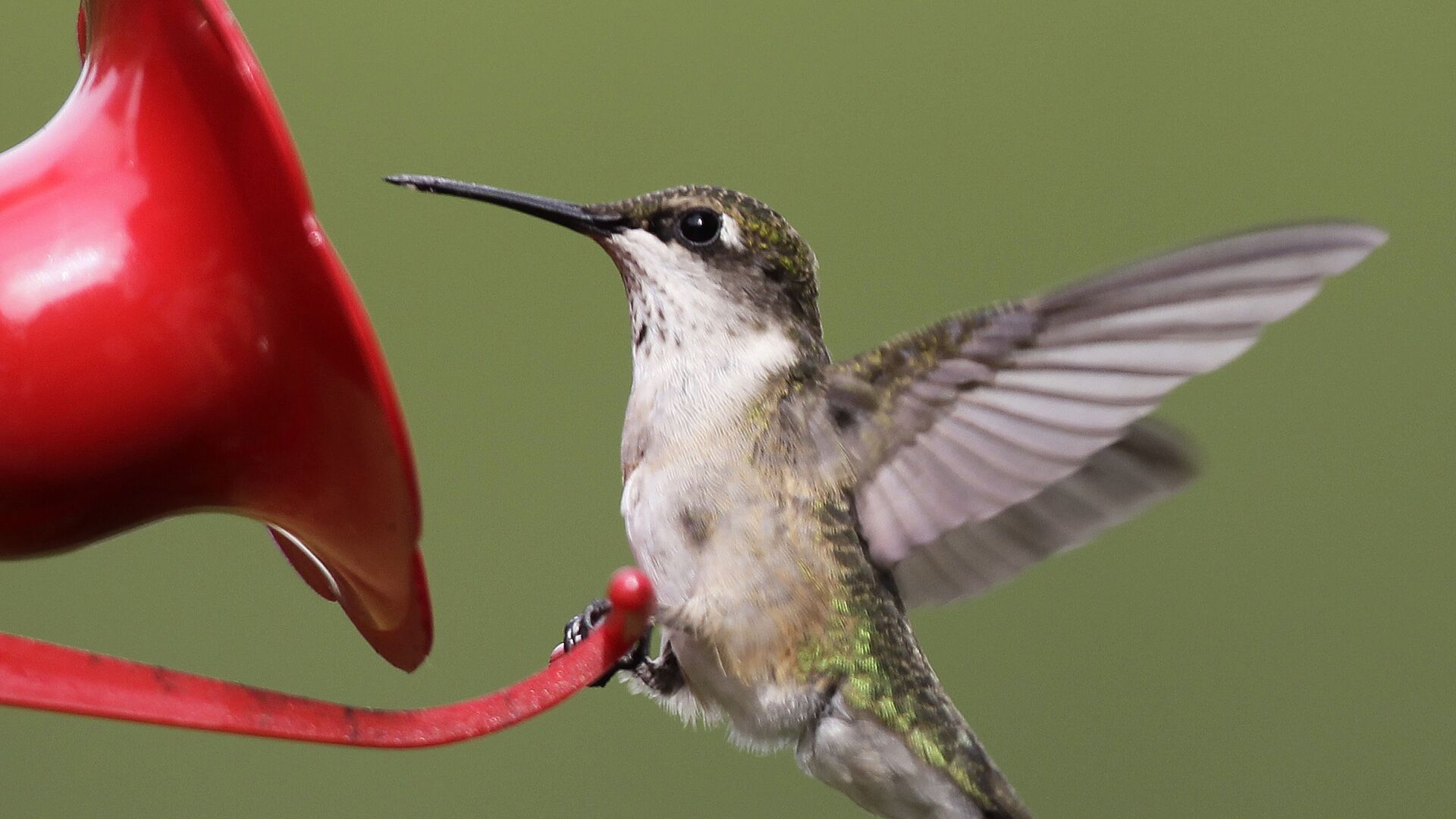 Beija-flores consomem álcool presente naturalmente no néctar, revela estudo