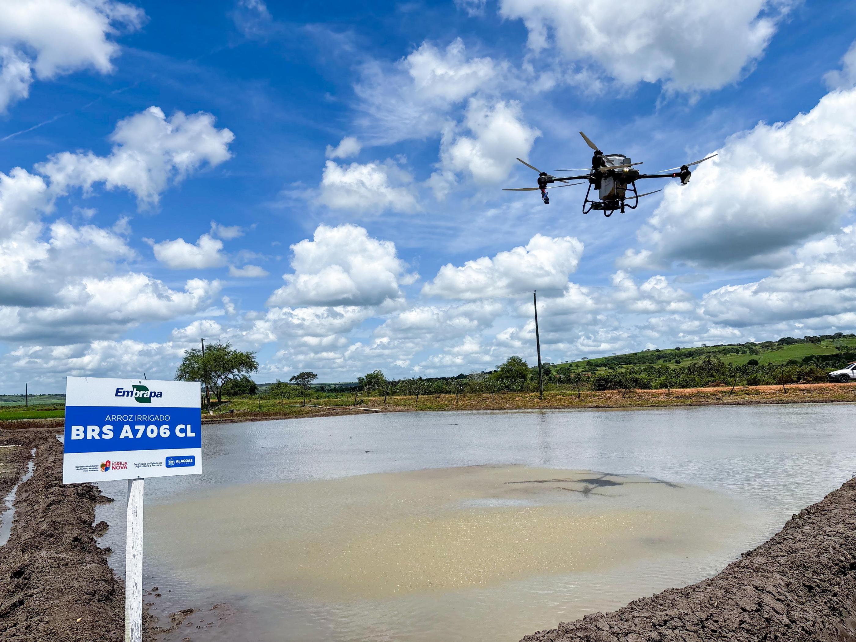Alagoas Mais Arroz: Colheita em Igreja Nova marca avanço tecnológico no Baixo São Francisco