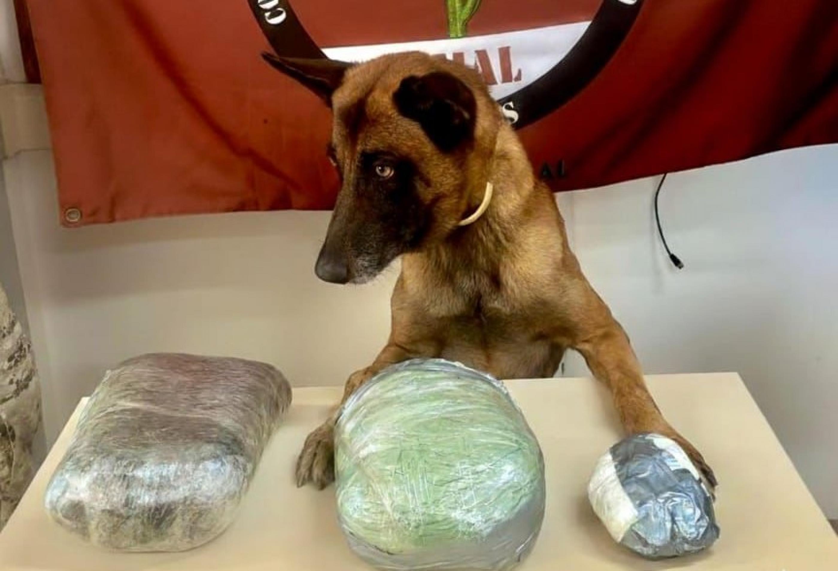 PM de Alagoas apreende drogas e arma de fogo em ações no interior do estado