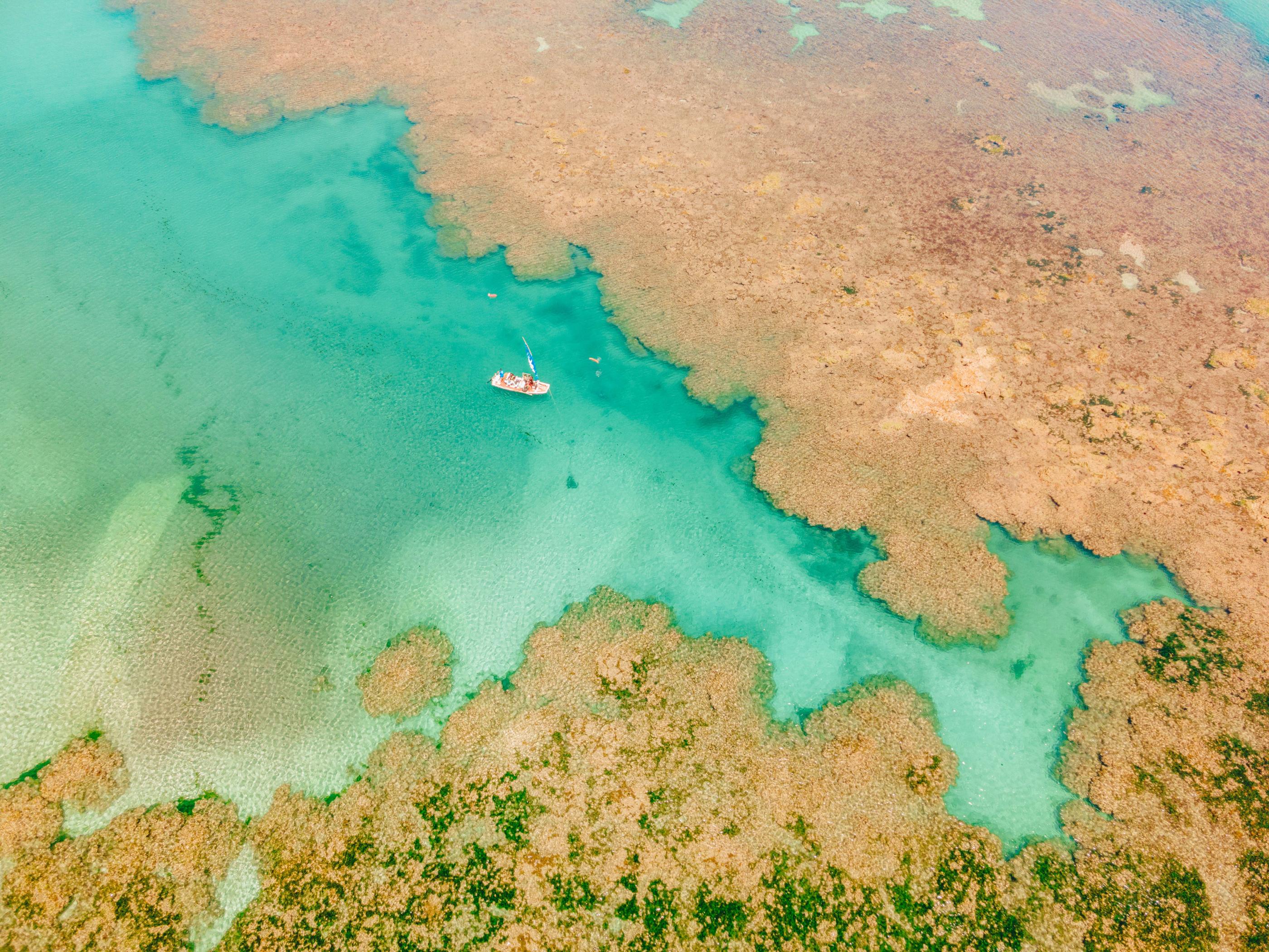 Projeto Corais de Alagoas chega a 500 corais em cultivo no mar do estado