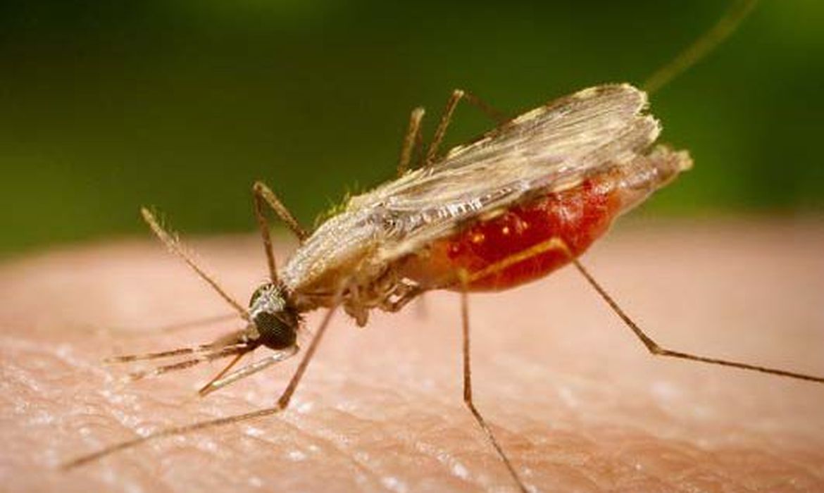 Cientistas da Fiocruz avançam no desenvolvimento de vacina completa contra a Malária