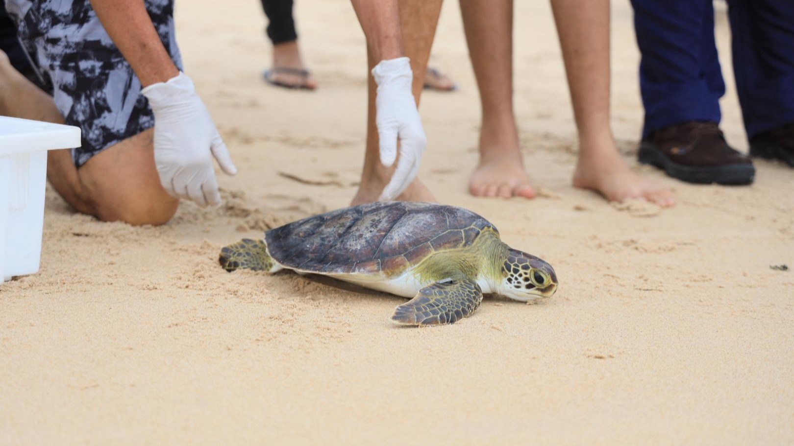 Biota, MPAL e MPF participam de soltura de tartaruga marinha em Maceió