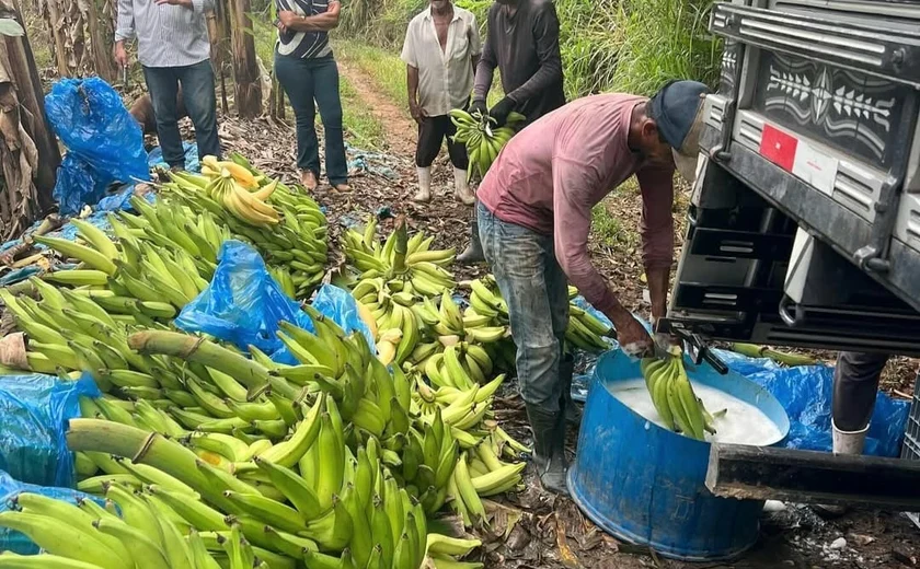 Mesmo com queda da cana, valor da produção agrícola cresce 13,9% em AL