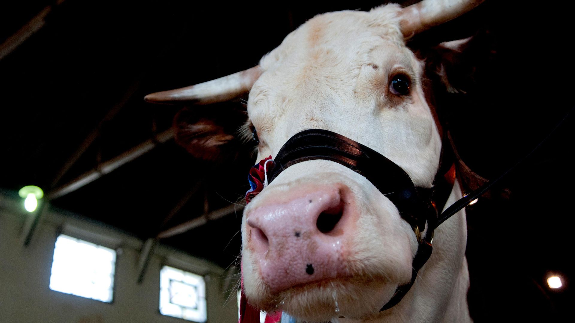 Demanda dos EUA por carne bovina abre janela estratégica para Brasil e Mercosul