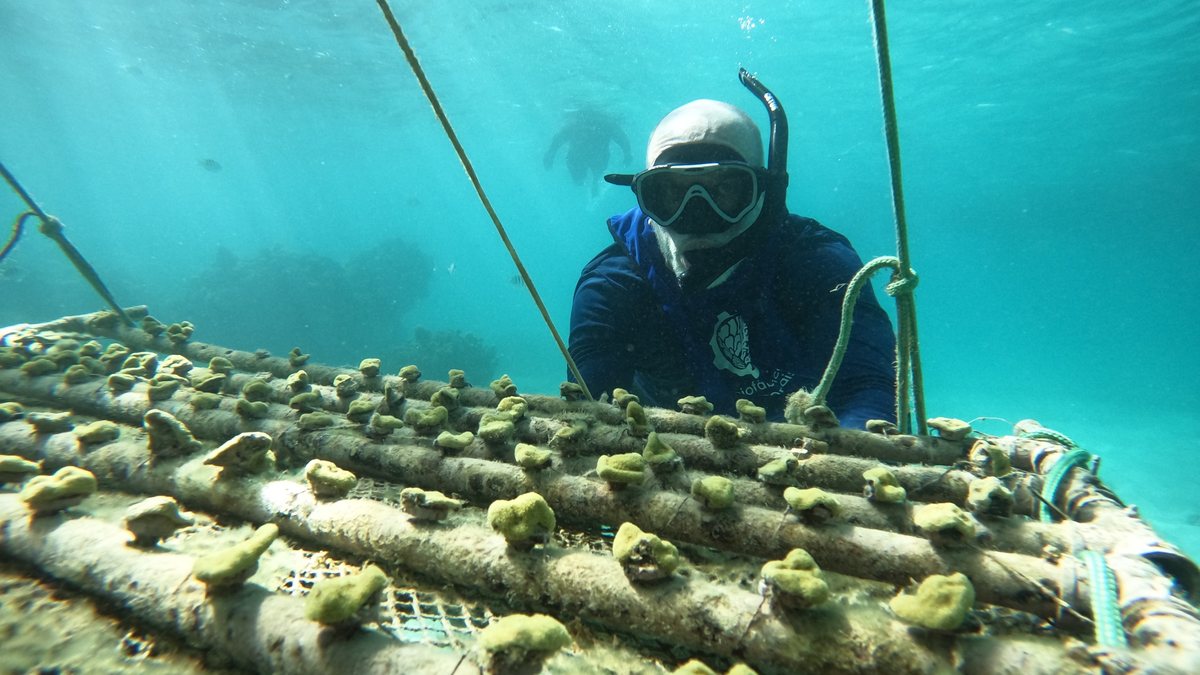Projeto fortalece restauração de corais e turismo sustentável em AL