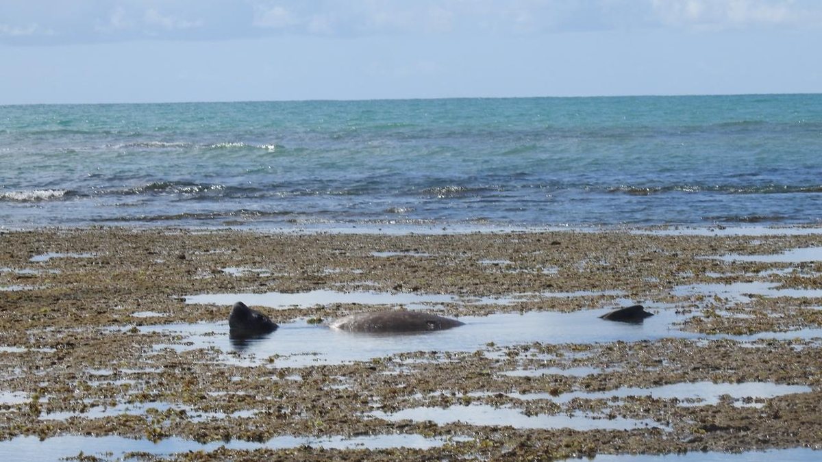 Elefante-marinho descansa em Ipioca e Biota alerta sobre riscos de aproximação