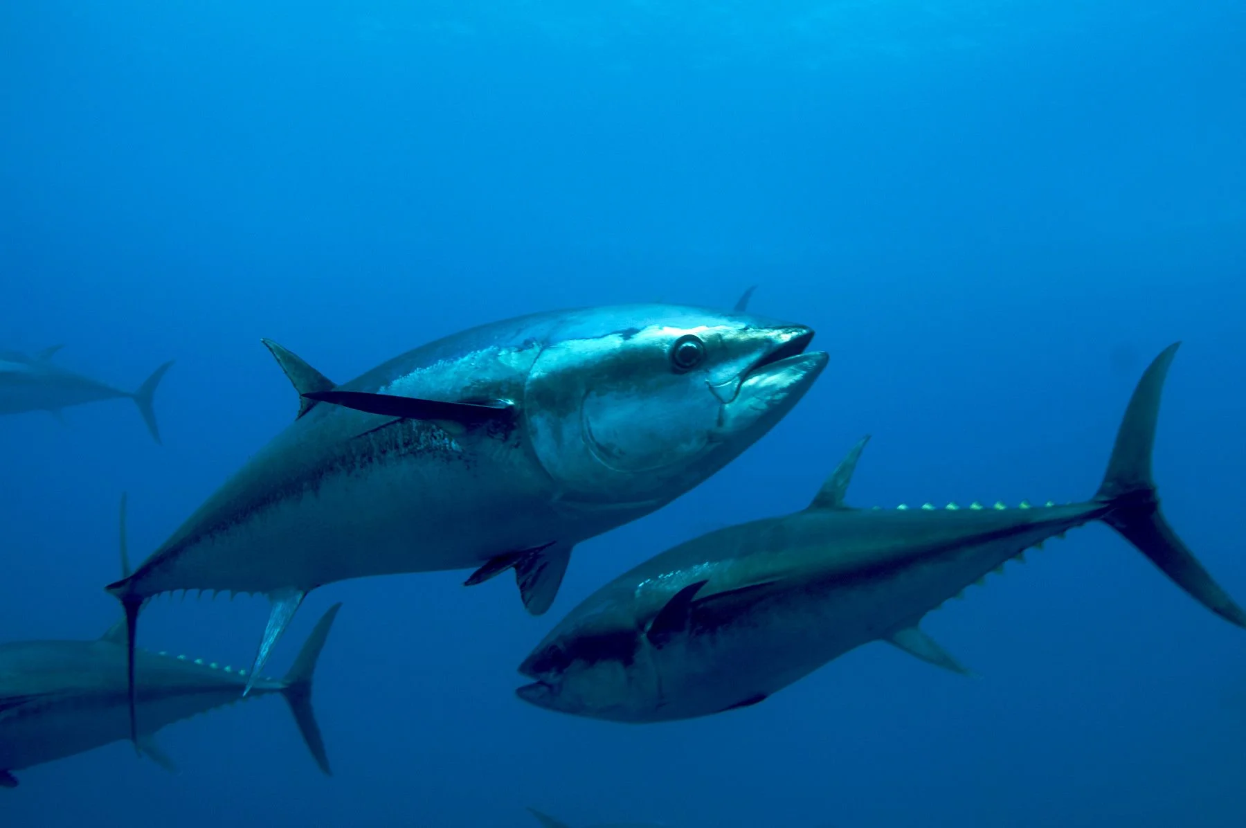 Conheça os pescados brasileiros que escaparam do tarifaço de Trump