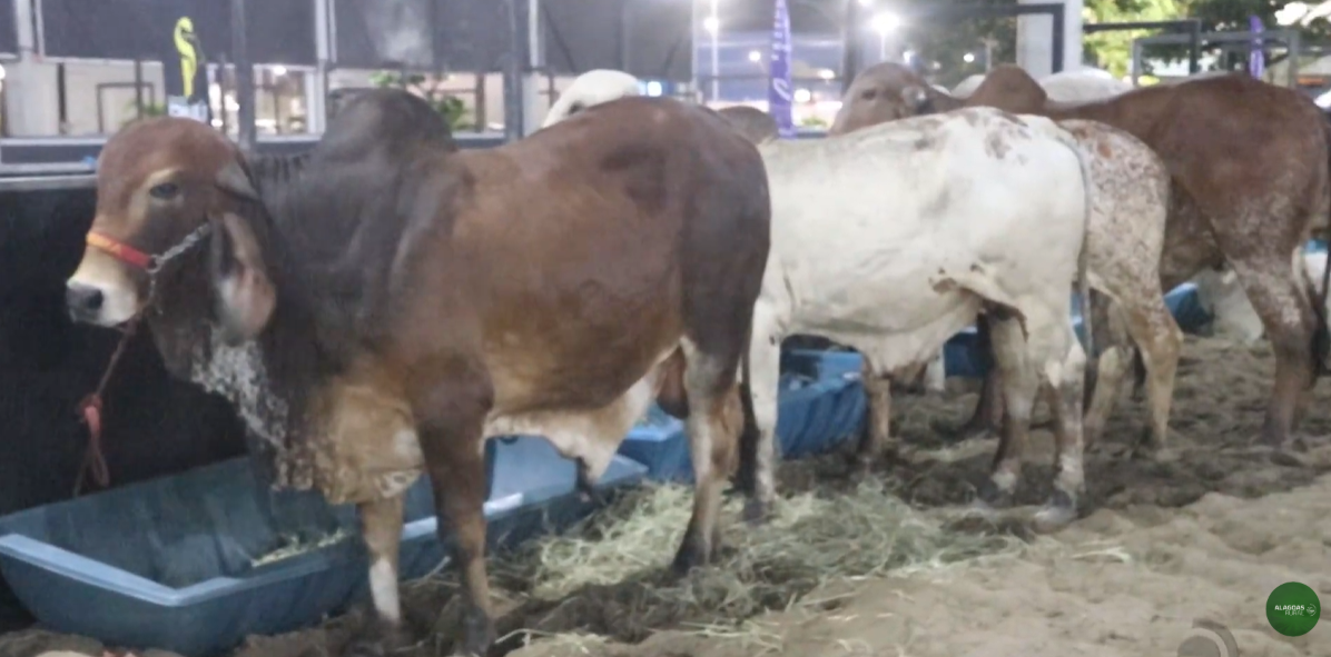 Cooperativa alagoana aposta em inovação e amplia mercado da carne no Nordeste