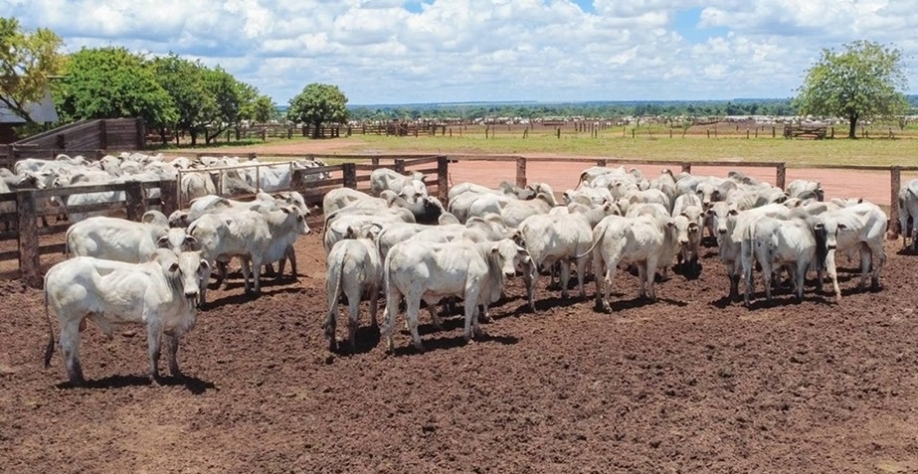 Governo adota novas regras para exportação de carnes à União Europeia