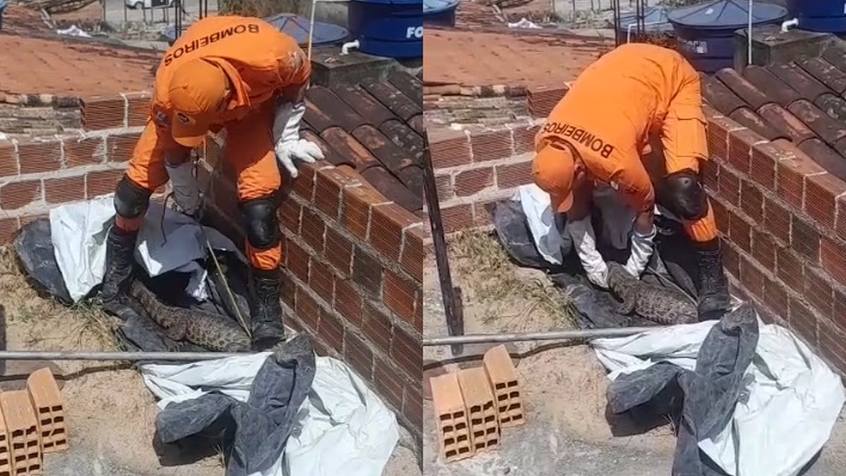 Jacaré é encontrado em laje de casa e mobiliza Corpo de Bombeiros em Arapiraca