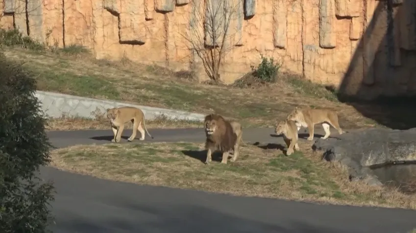 Onda de calor provoca morte de três leoas em zoológico do Japão
