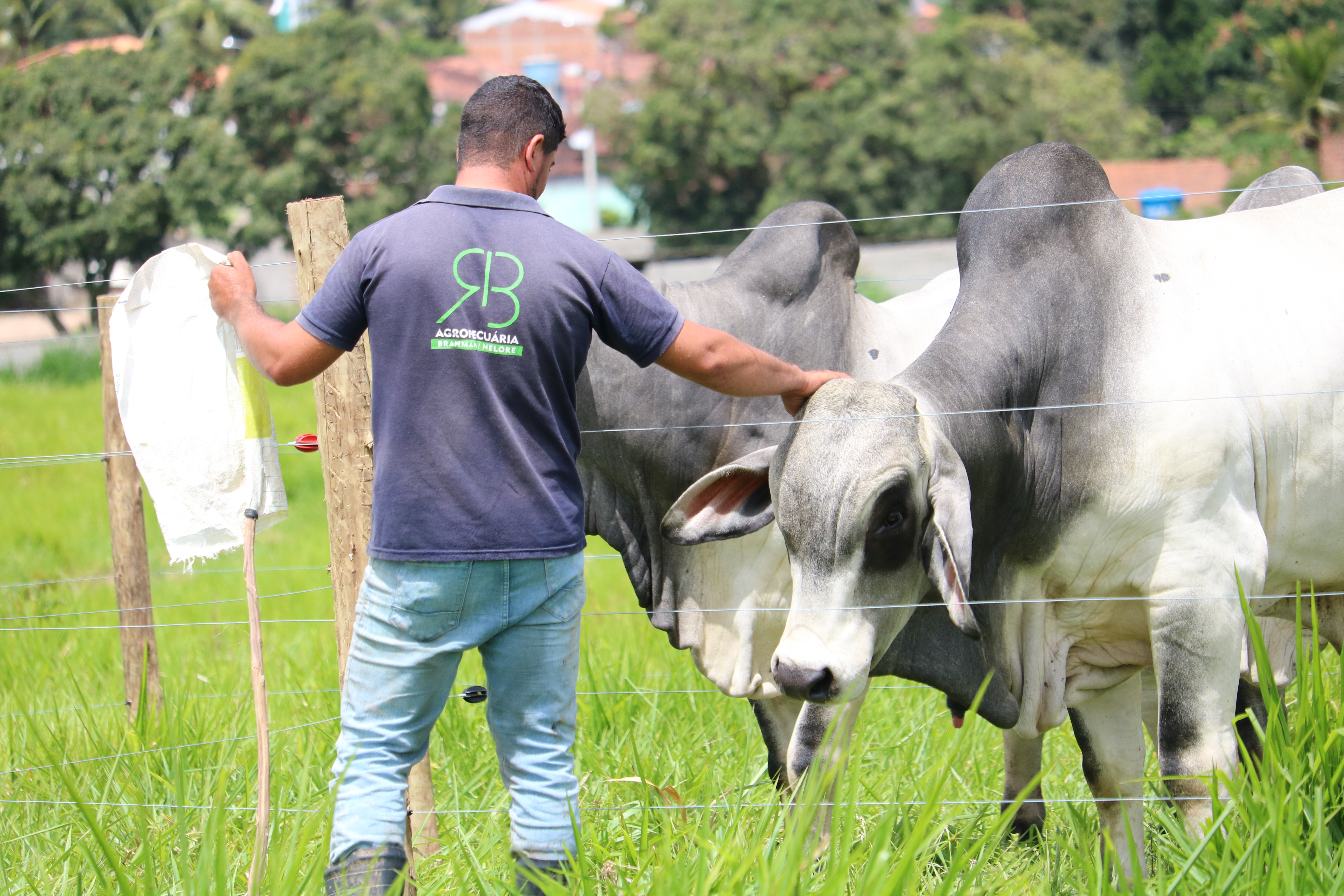 Manejo dócil do Brahman ajuda no desempenho do animal e rendimento da arroba