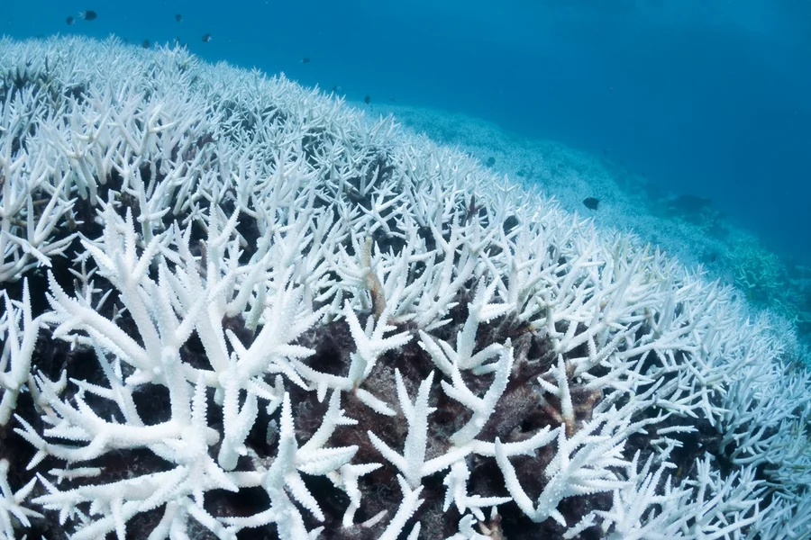 Corais brasileiros podem desaparecer com aquecimento dos oceanos