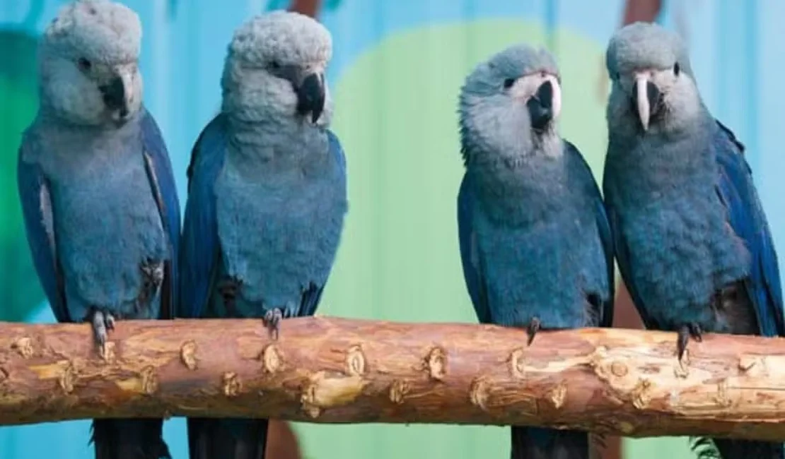 Últimas ararinhas-azuis livres são infectadas por vírus incurável após falhas em criadouro na Bahia