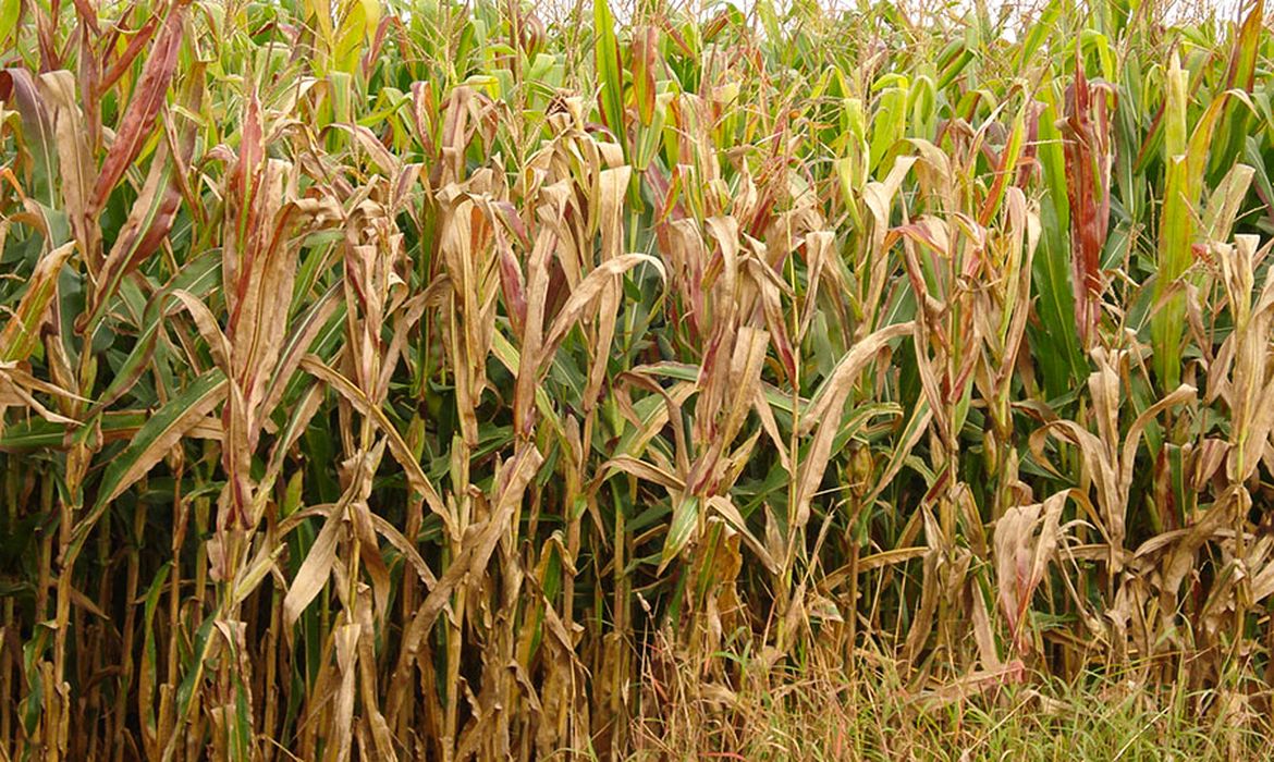 Praga do milho causa prejuízo anual de R$ 33,6 bilhões no Brasil