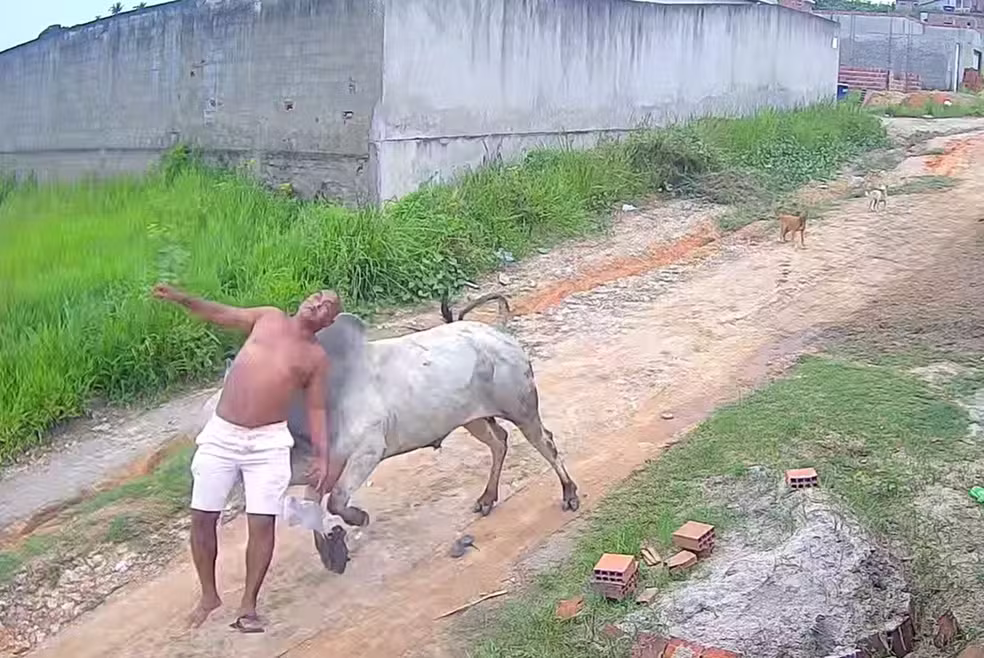 [VÍDEO] Homem é arremessado após cabeçada de boi no interior de Pernambuco